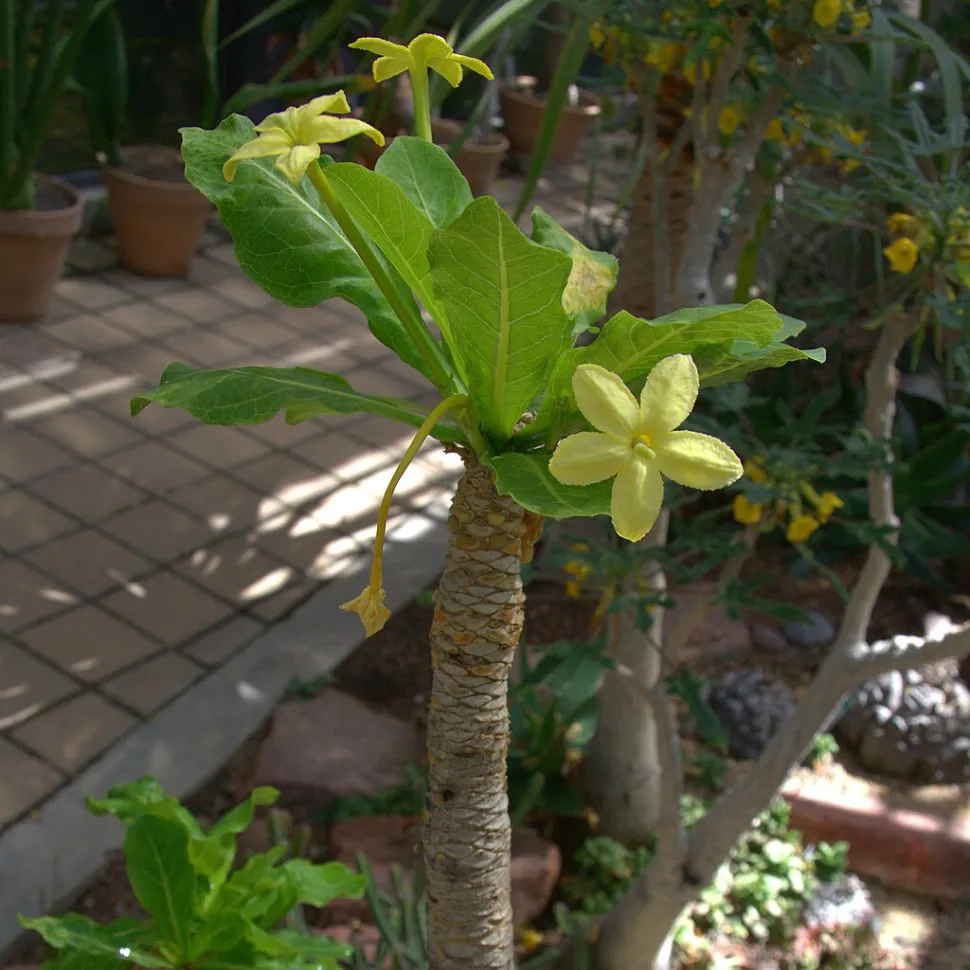 La polilla que poliniza las flores ha desaparecido. La operación se realiza ahora a mano - Foto de C.T Johansson / Wikipedia