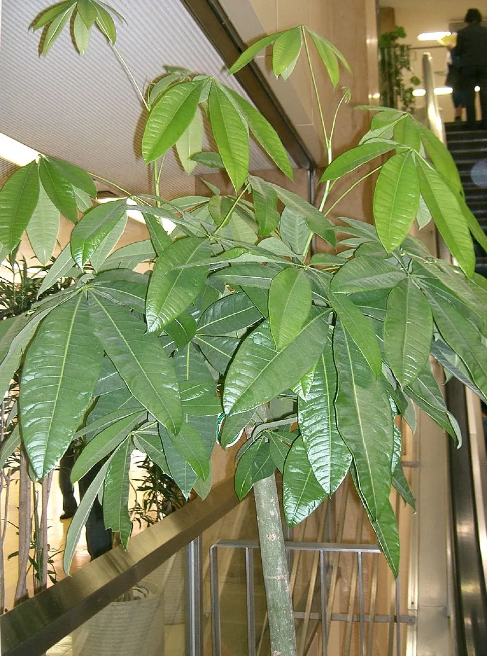 A menudo se vende con varios troncos trenzados, pero la Pachira aquatica también se puede cultivar en un solo tronco - Foto de Kenpei / Wikipedia