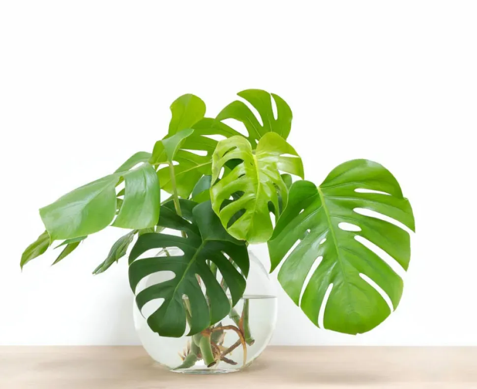 Incluso en hidro, las plantas Monstera tienen hojas cortadas. Foto de DropStock /iStock