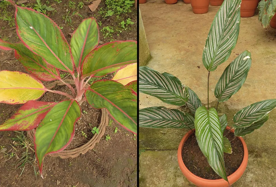 À esquerda, Aglaonema rotundum * À direita, Calathea ornata (Fotos de Yercaud Elango / Wikipedia)
