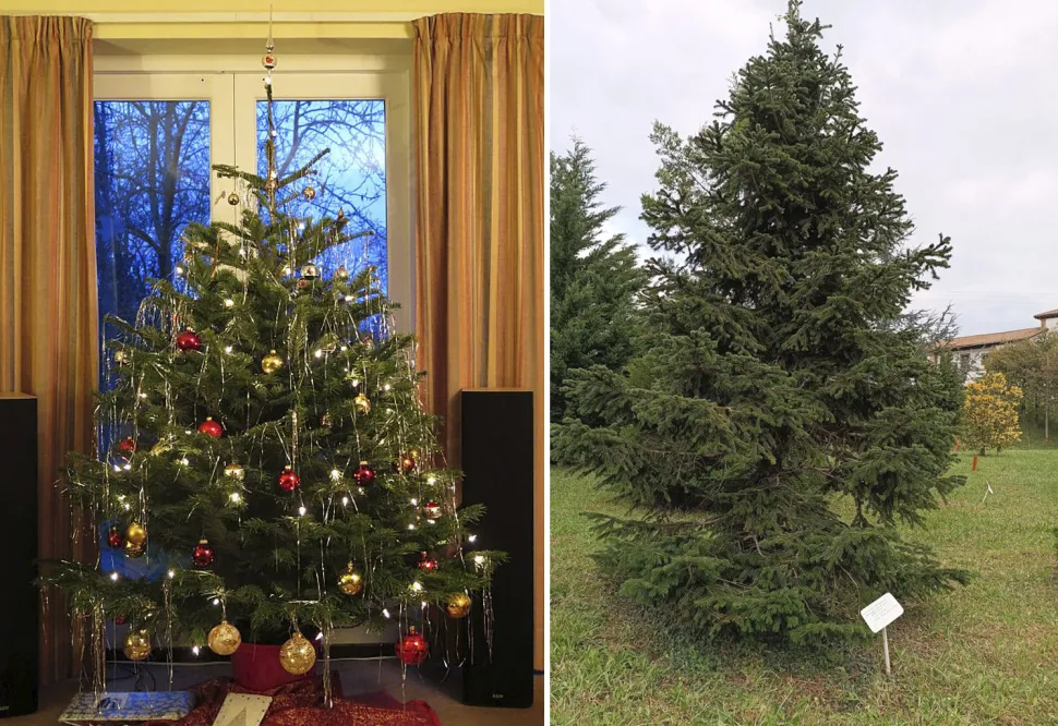 How do you like your Nordmann fir? - Photos by Andrew Fogg and Bernardoo