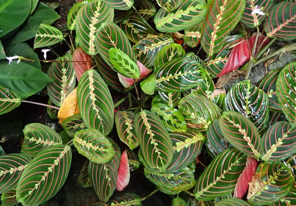 Sind Marantas mehr oder weniger „Diven“ als Calatheas? Wir freuen uns auf eure Antworten in den Kommentaren! – Foto von David J. Stang / Wikipedia