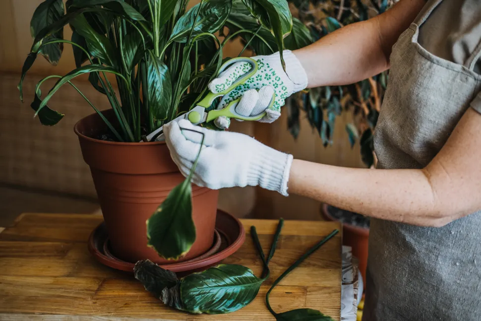 Um die Ausbreitung von Krankheiten zu verhindern, sollten Sie Ihre Gartenschere vor dem Schneiden reinigen.