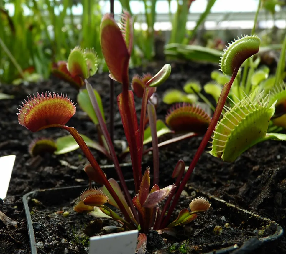 Dionaea muscipula is een vrij winterharde plant die je buiten of in een koele kas kunt kweken - Foto door Michal Klajban / Wikipedia