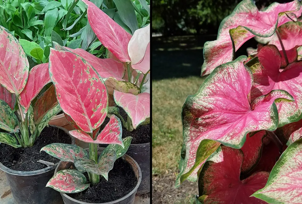 Links Aglaonema "Pink Lady" (Foto von Yercaud Elango /WRechts, ikipedia) * Rechts Caladium "Tickle me Pink" (Foto von Dan Keck /Flickr)
