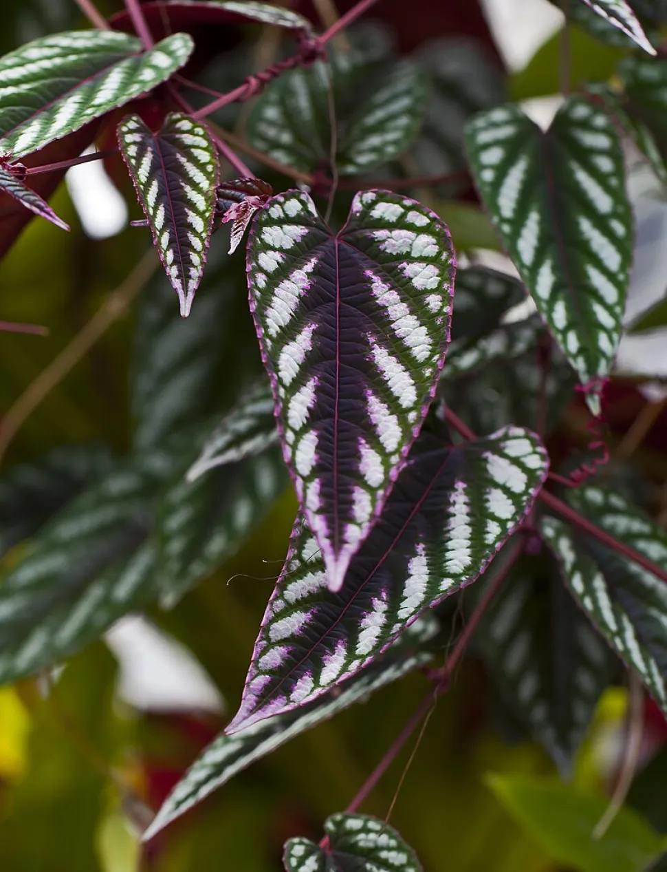 There's nothing like a little fluorescence to liven up green foliage - Photo by Diego Delso / Wikipedia