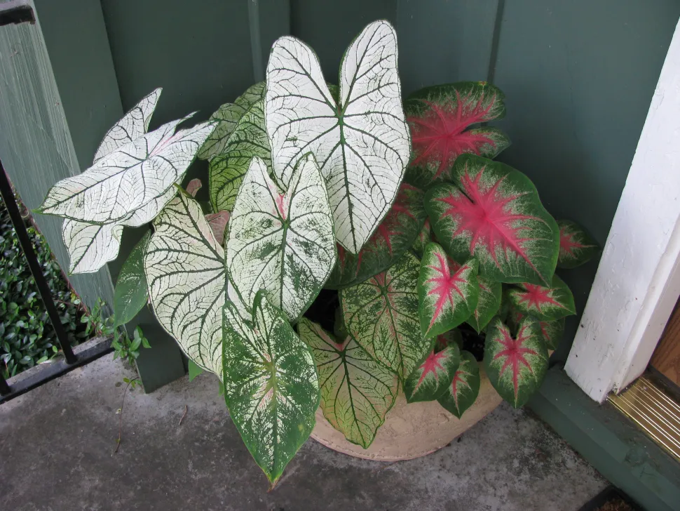 In de zomer genieten caladiums graag van de frisse lucht / Foto door Natalie Maynor via Flick