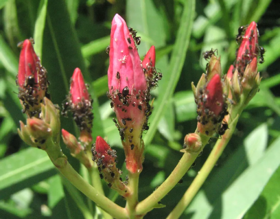 Blattläuse auf einem Oleander - Foto von Luis Fernández García / Wikipedia