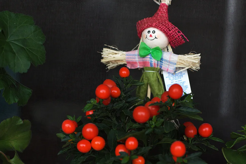 ¿Qué te parece sustituir tu árbol de Navidad por una manzana del amor? Foto de Manuel m. V. / Flickr