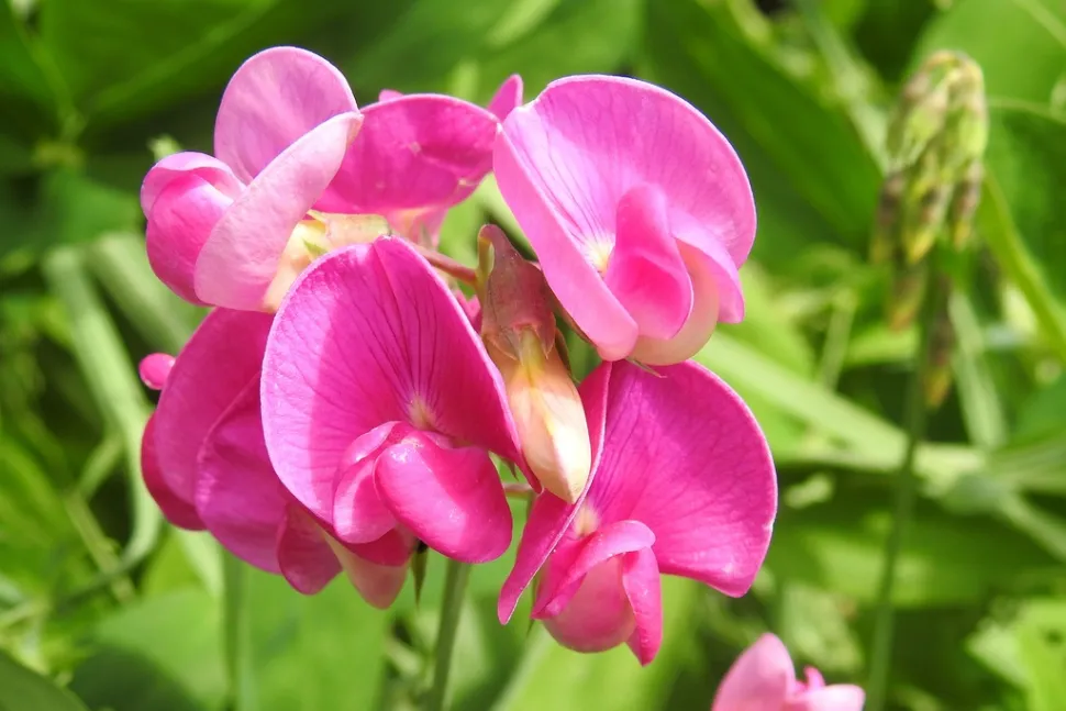 Let's hope that the vintage trend will restore the sweet pea to its former glory!