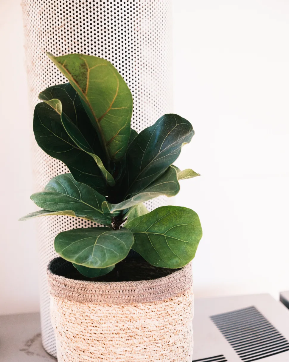 Não se engane, esta pequena ficus vai tornar-se num gigante - Foto de Lachlan Ross - Pexels