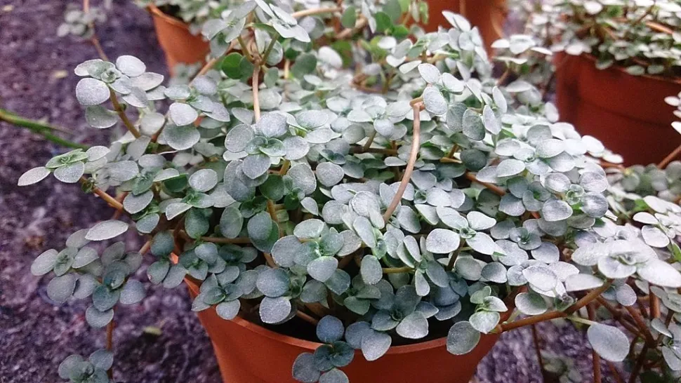 Die Pilea glauca ist eine pflegeleichte Pflanze - Foto von Mokkie / Wikipedia