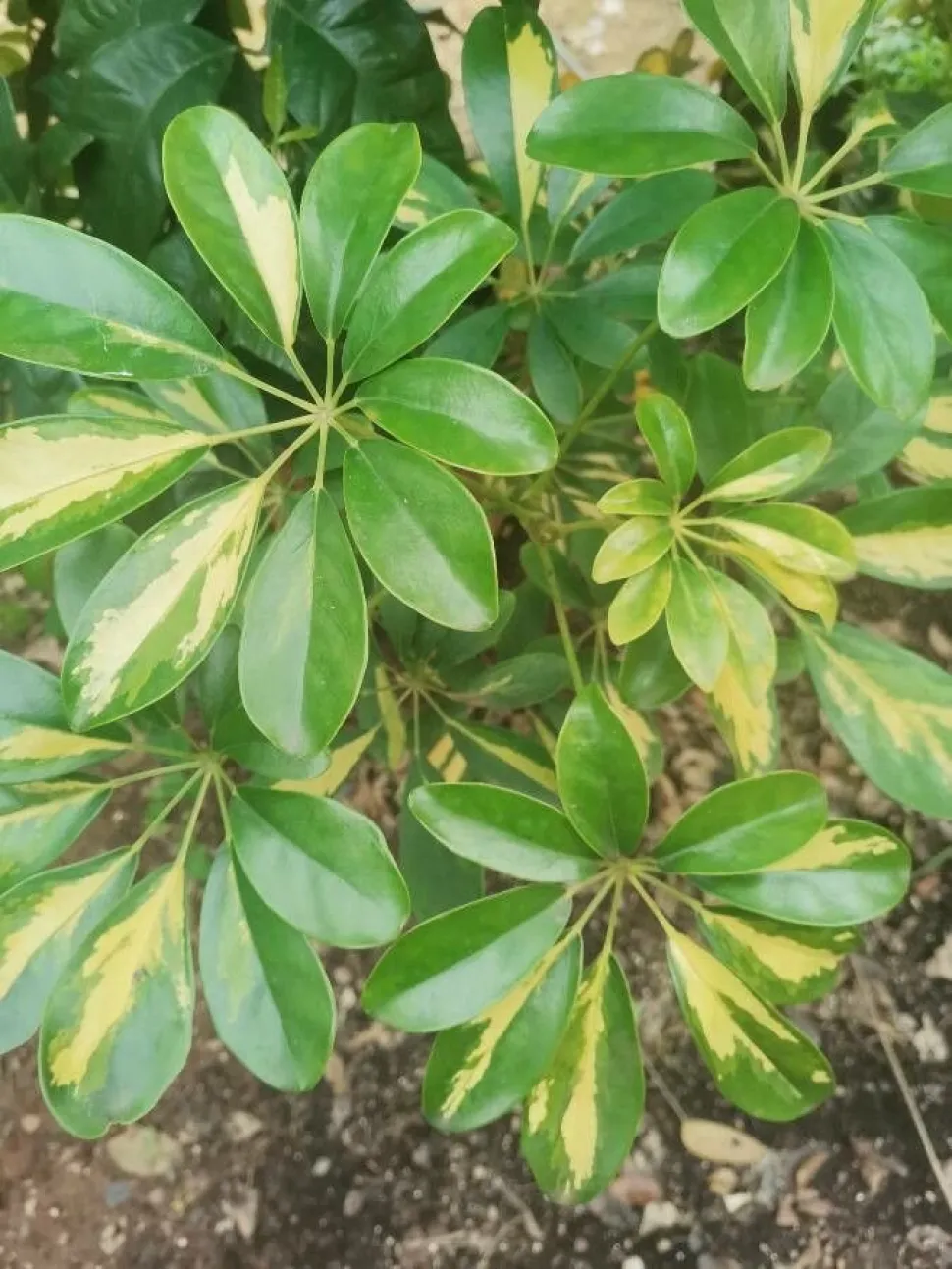 Einige Sorten bieten panaschiertes Laub - Foto von Juan Jose Peña / Plantnet