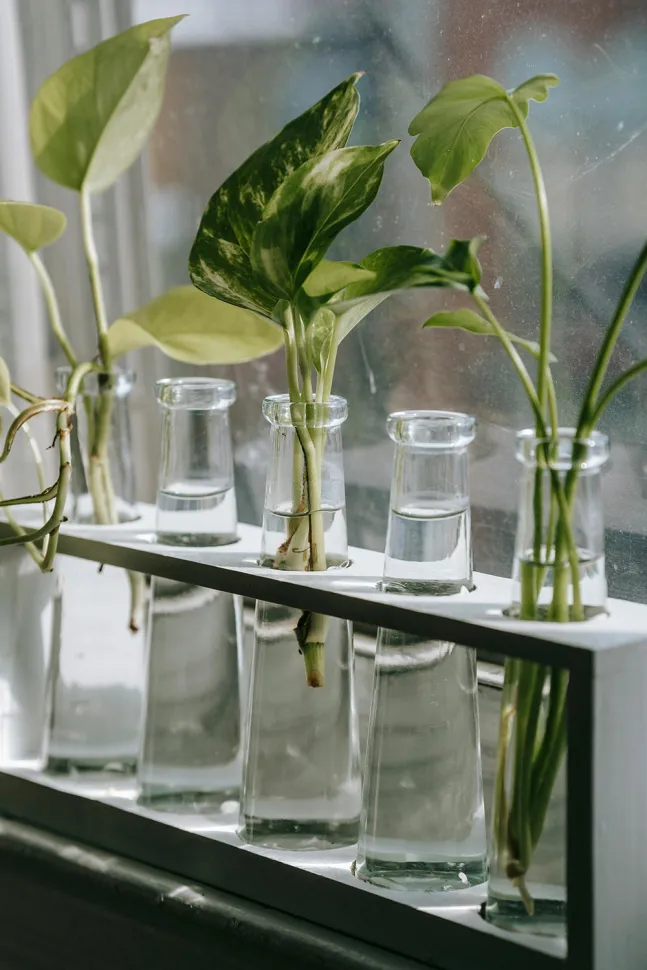 En hydro, vos Pothos vont développer de nouvelles racines rapidement. Teona Swift / Pexels