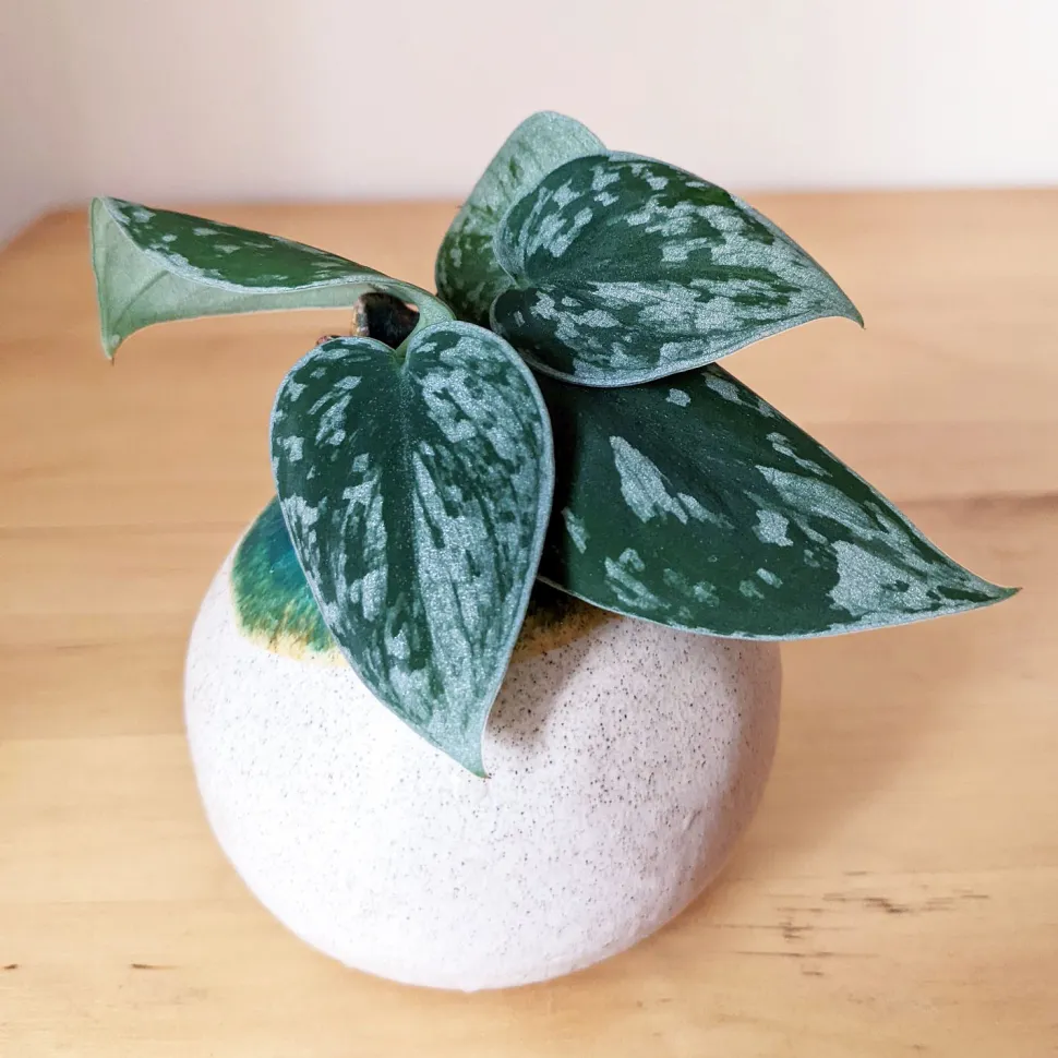 Spotted Pothos es una variedad fácil de cortar - Foto de Blueleaf22 /Flickr