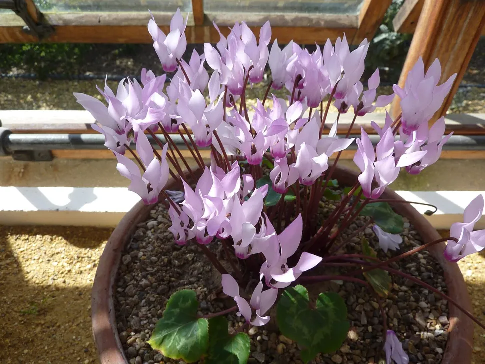 Cyclamen trives i krukker, alene eller sammen med andre sorter - Foto: Magnus Manske / Wikipedia