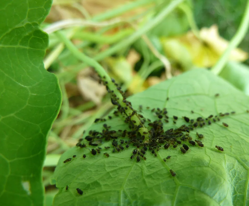 As chagas, sempre prontas a sacrificarem-se pelas suas rosas / Foto de F. Delventhal - Flickr