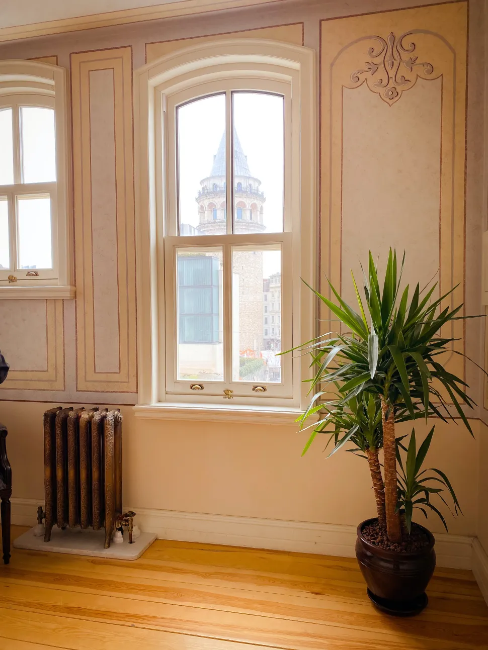 En contra de lo que pueda parecer, la yuca no es una palmera - Foto de Şeymanur Küçükçelik - Pexels