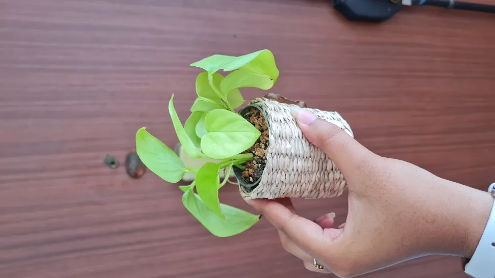 Deze keer is het raak. Vijfde poging met de neonpothos