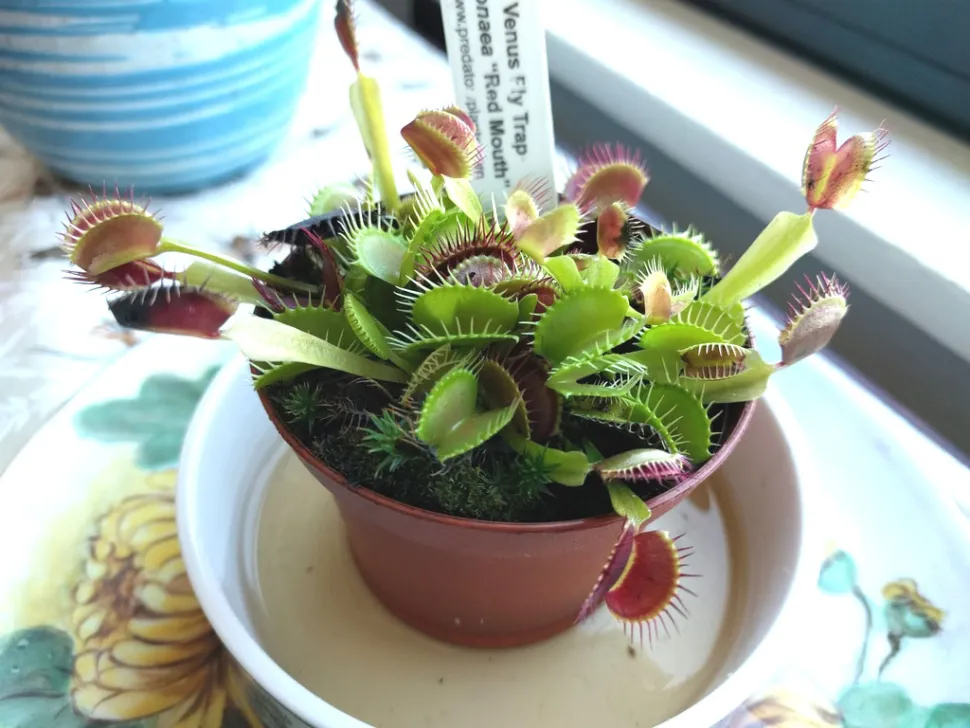 In summer, leave the pot in a dish filled with water - Photo by Ken-ichi Ueda / iNaturalist