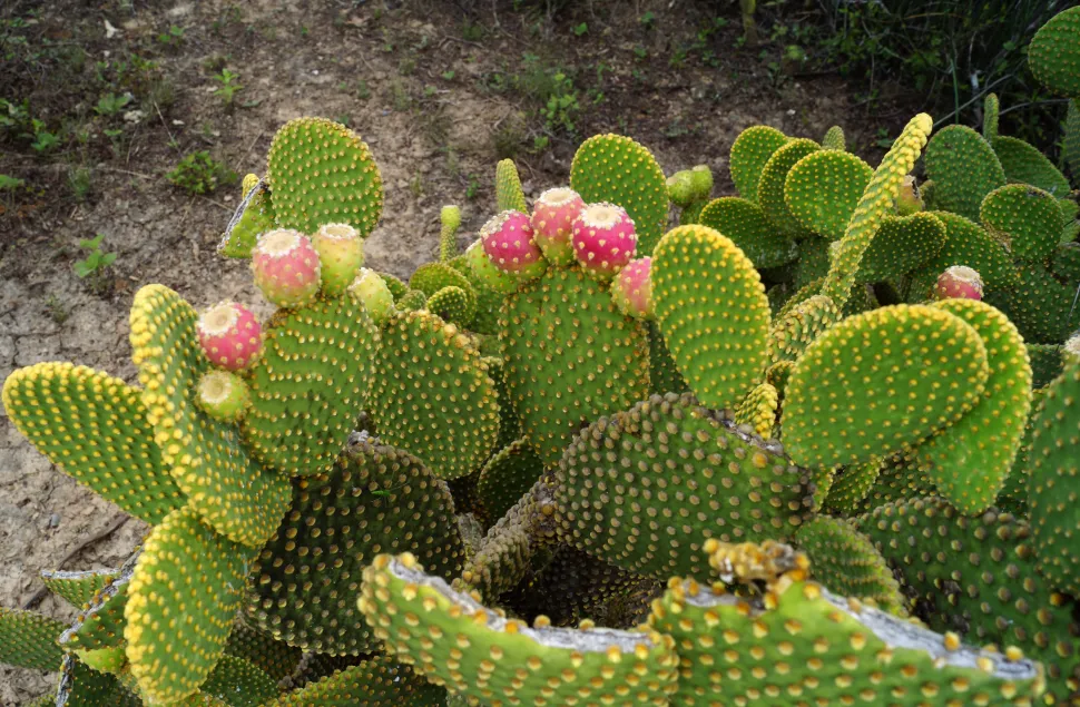De vruchten van de Opuntia microdasys zijn eetbaar. Foto door Sergio Niebla / Flickr