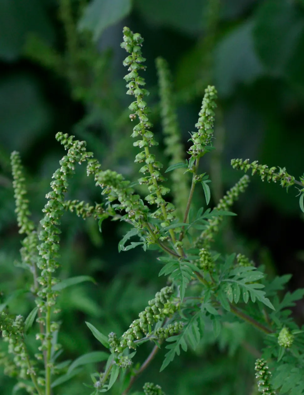 Bijvoet is een van de planten die verboden zijn in tuinen - Foto door Robert Flogaus-Faust / Wikipedia