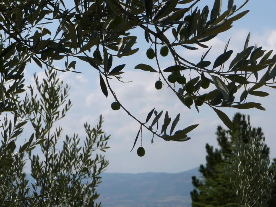 L'olivo ha una crescita lenta.