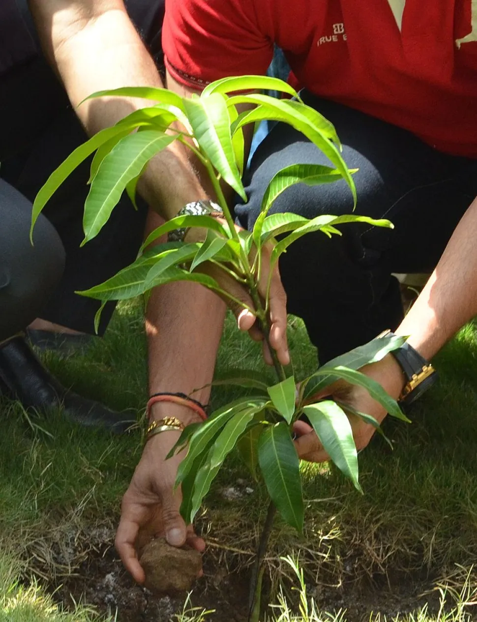 También puedes llevarte tus plantas de exterior - Foto de Shrinivaskulkarni1388 / Wikipedia