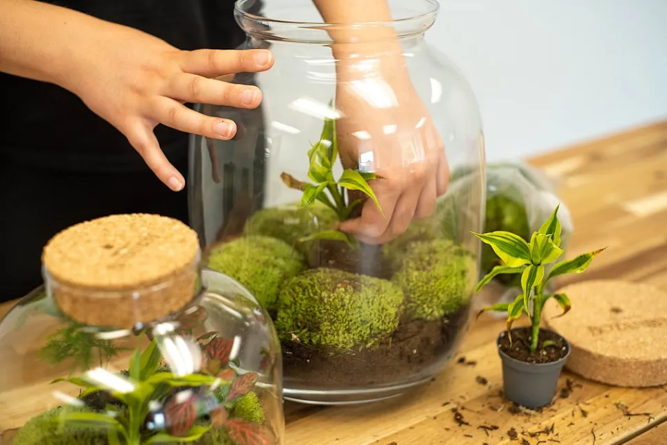 If a plant dies, replace it to maintain the balance of your terrarium - Photo by Lucy Serafi / Wikipedia