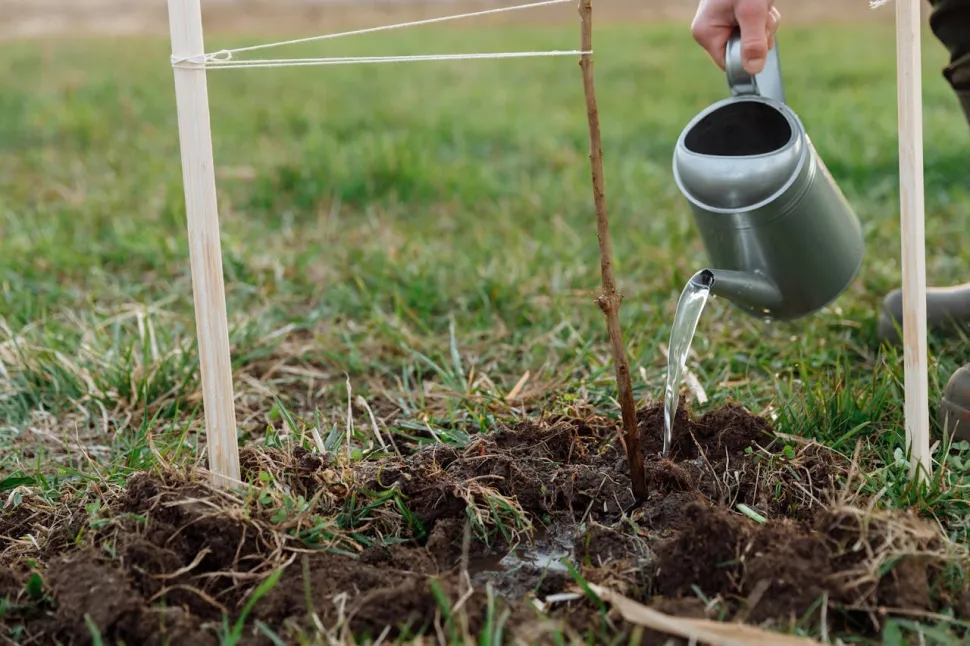 Always water at the base of the plant / Photo by Thirdman /Pexels