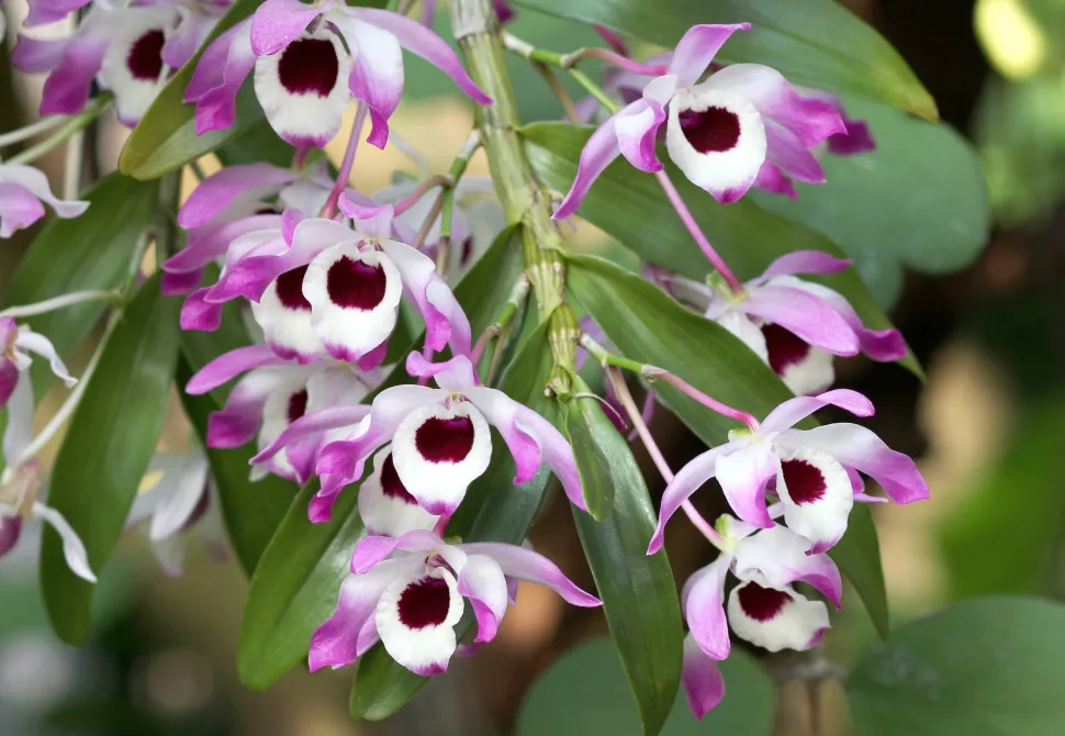 La Dendrobium nobile recibe el apodo de orquídea bambú por la forma de sus tallos - Foto de Maja Dumat / Flickr