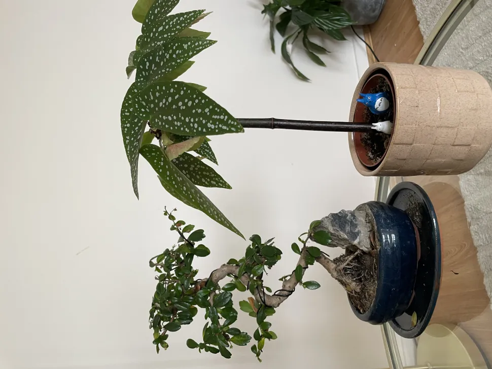 Rechts: Die Begonia maculata, die zu einem Strauch geschnitten wurde