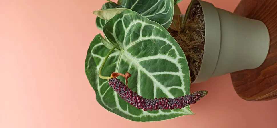 Anthurium clarinervium in bloei – Foto door Ludivine / Amapolaplantes