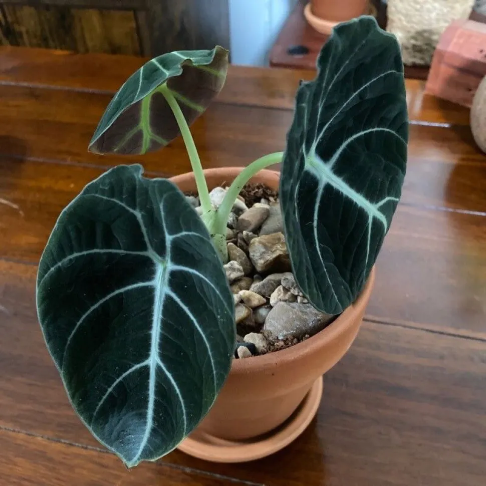 Pequena mas exigente, a Alocasia reginula não é uma planta para principiantes - Foto de Houseforest /Plantnet