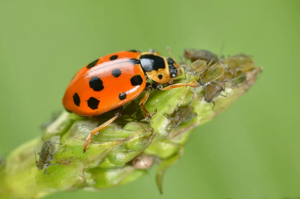 Ladybugs love aphids / Photo by Gilles San Martin - Fflickr