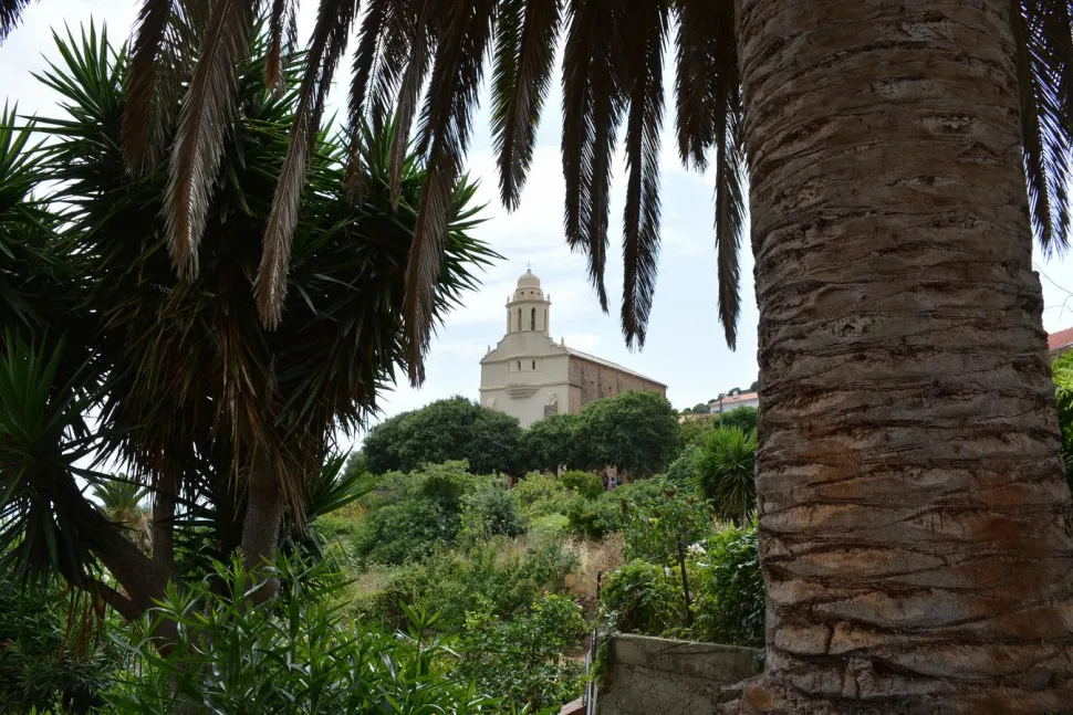 Le palme non sono solo per i giardini al mare.
