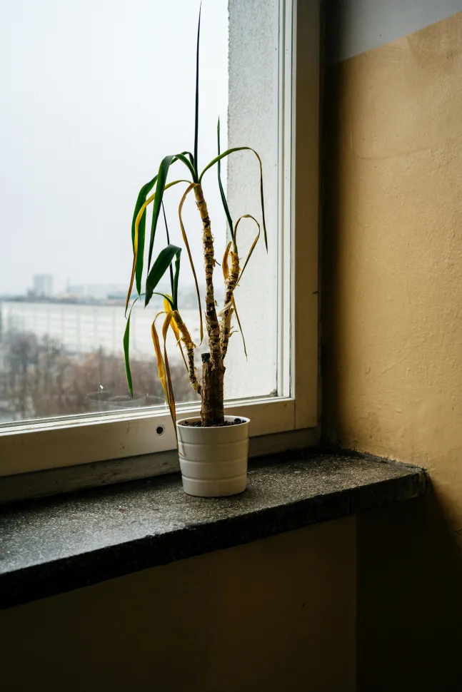 Hoewel planten geen last hebben van een seizoensdepressie, is de winter zeker niet hun favoriete seizoen – Foto door Syn Gor / Pexels
