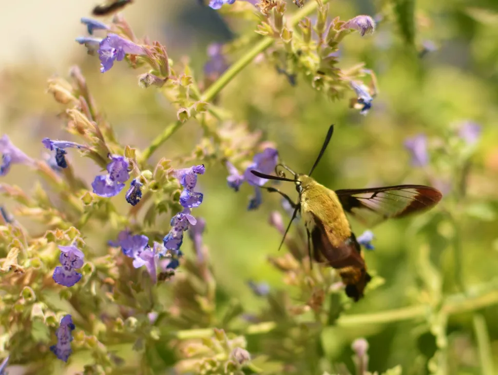 Catmint will also give you the opportunity to observe various species of insects - Photo by Jeffrey W. / Flickr