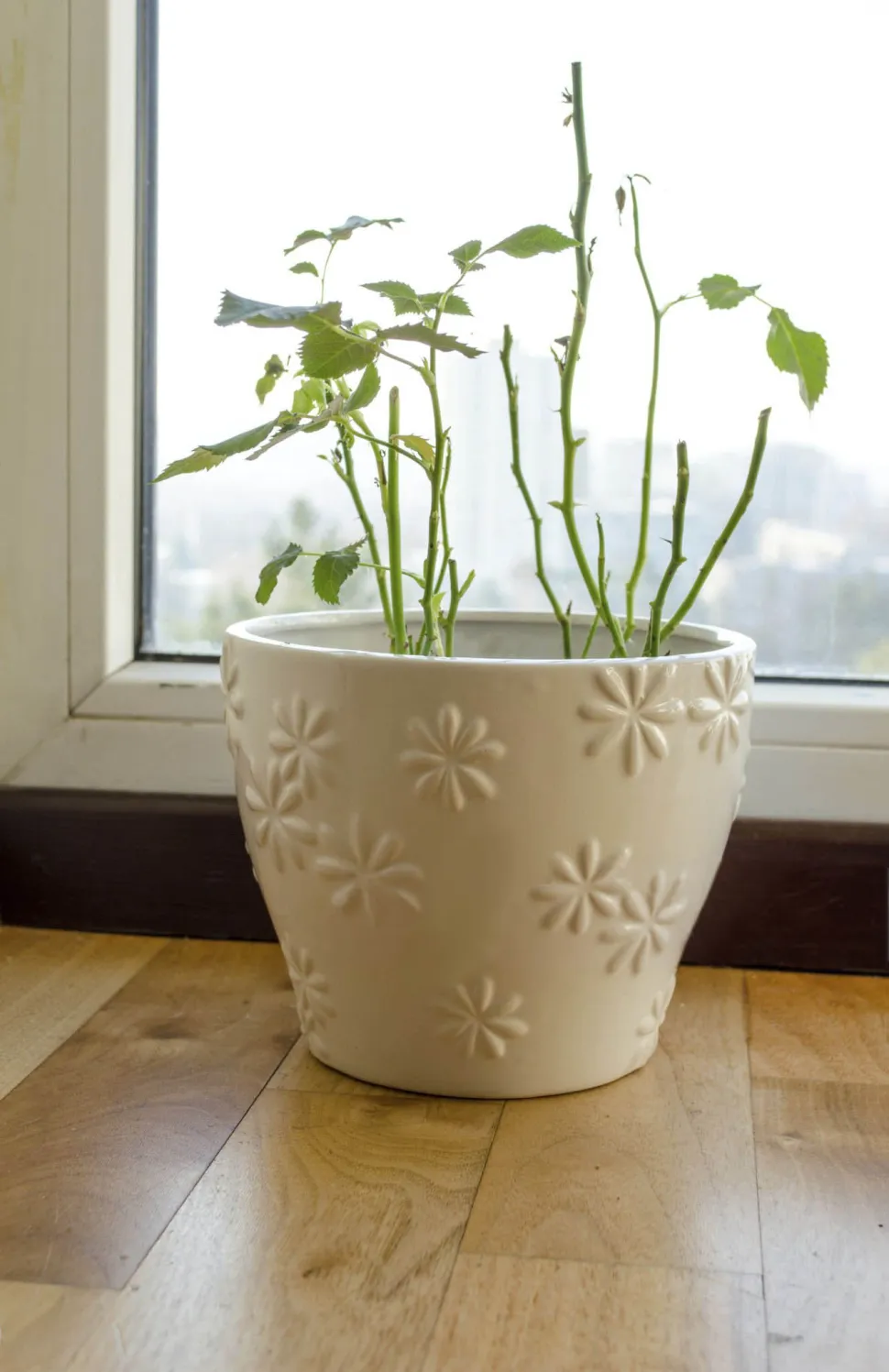 Bij bladverliezende en halfwintergroene planten is bladval volkomen normaal - Foto door Sauletas / Canvas