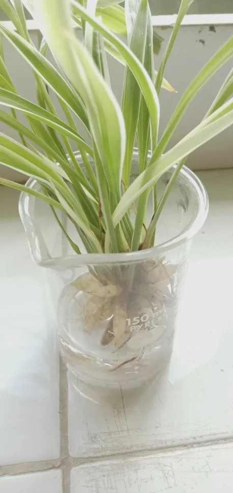 Na een paar maanden zal je spinplant scheuten produceren. Foto door Howard Hontanosas /iNaturalist