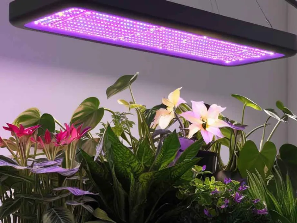 Il colore dello spettro luminoso influenza l'effetto delle lampade.