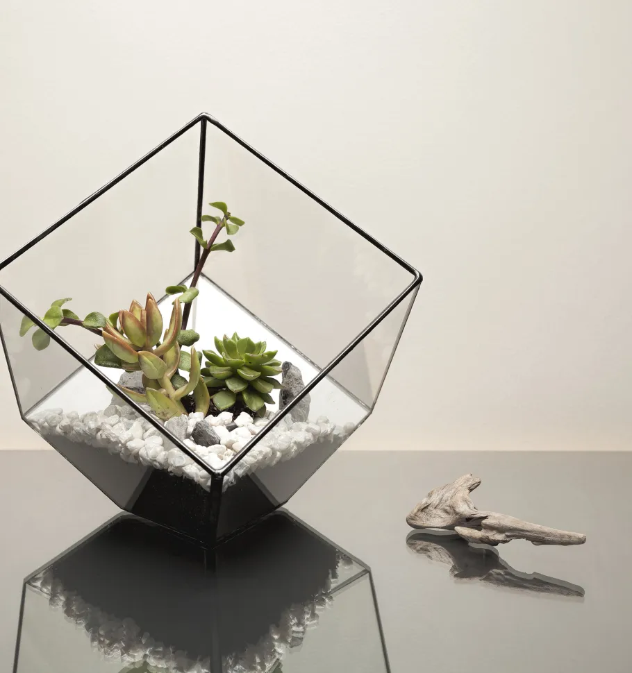 Para tus suculentas, mejor elige un terrario abierto y seco – Foto de Urban botaniste / Flickr