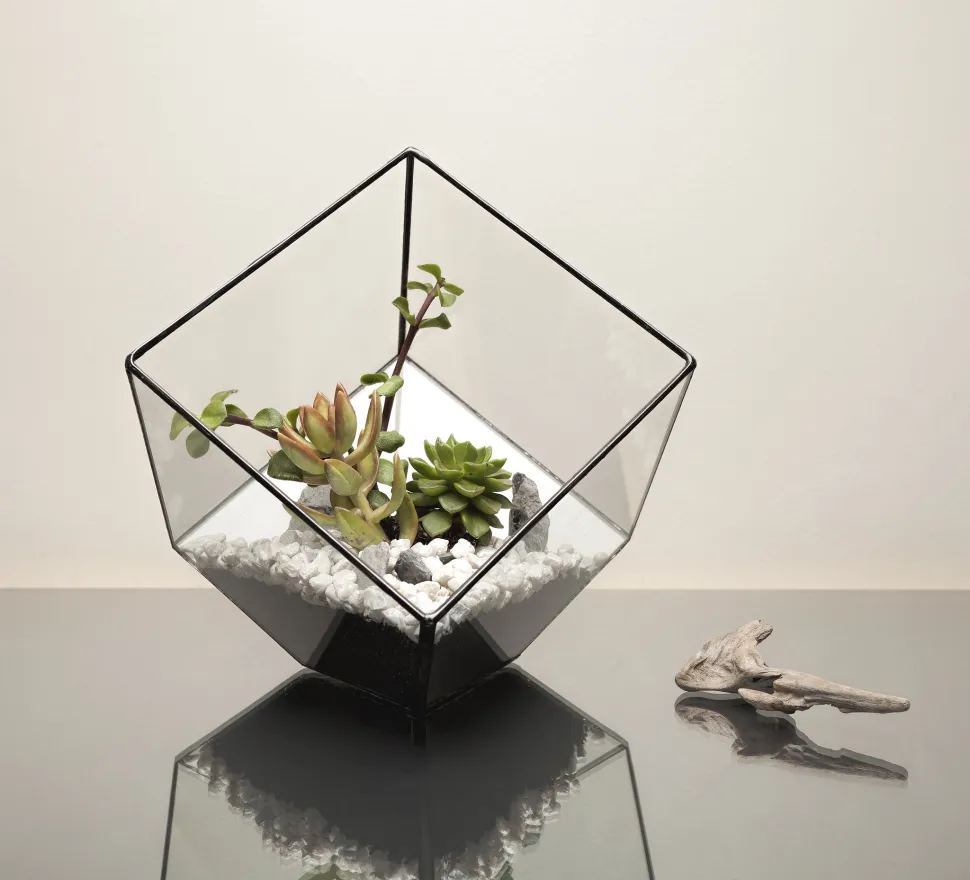 Wählen Sie für Ihre Sukkulenten eher ein offenes, trockenes Terrarium - Foto von Urban botaniste / Flickr