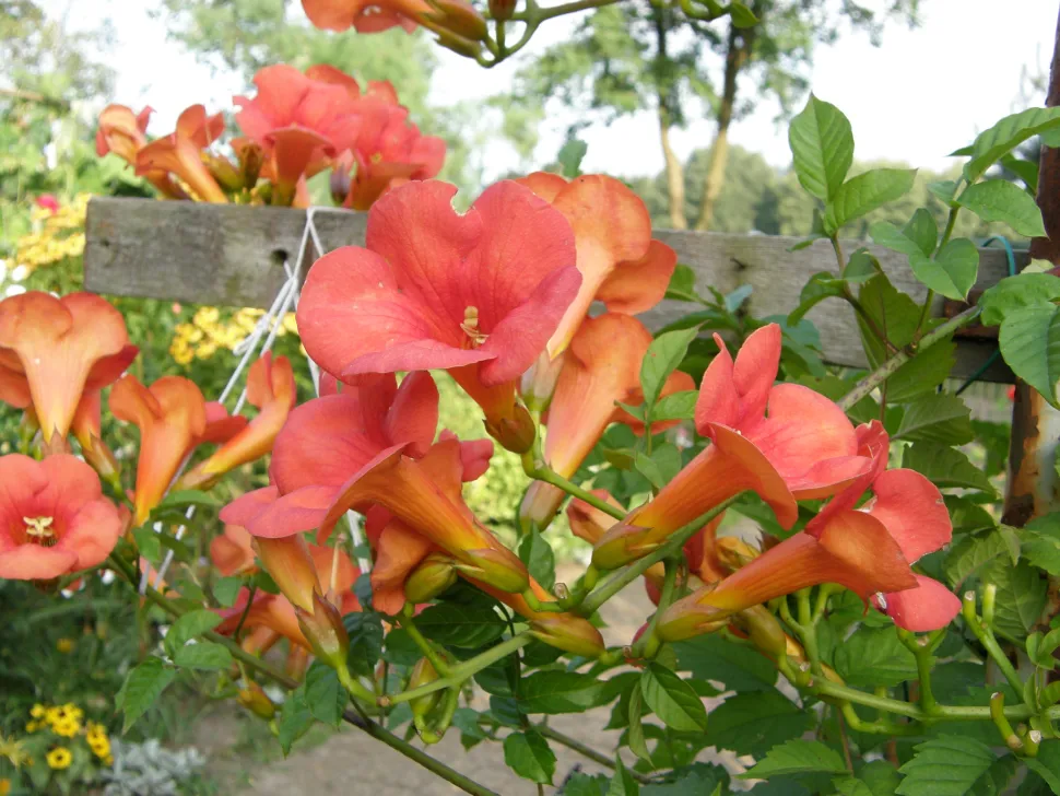 I fiori a trombetta del bignone possono essere arancioni, gialli o rossi.