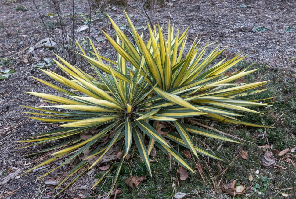 Questa Yucca è davvero una Yucca. Appartiene alla famiglia delle Asparagaceae - Foto di Puddin Tain /Flickr