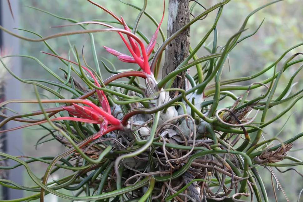 Tillandsia bulbosa komt het best tot zijn recht na de bloei – Foto door Bocabroms /wikipedia