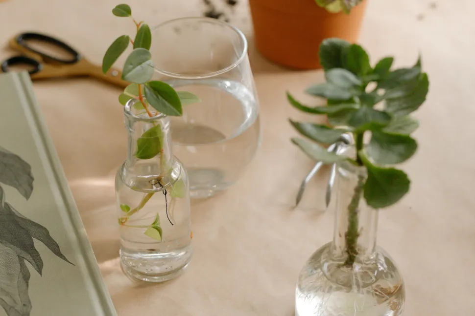 Stecklinge zu machen ist außerdem eine gute Möglichkeit, Ihre Pflanzensammlung zu erweitern - Foto von Cottonbro studio / Pexels