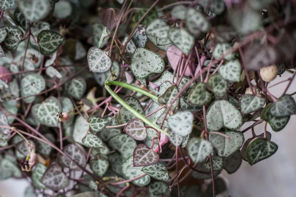 In most regions, the heart chain is grown in pots and indoors. Photo by Maja Dumat /Flickr