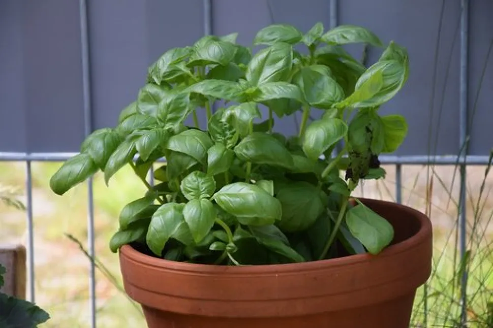 Basil can be grown both in pots and in the ground - Photo by Seeandfeel / Needpix