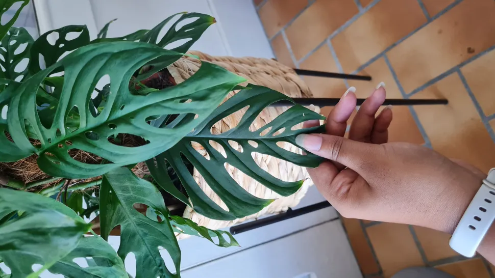 A última adição, a Monstera acuminata, que já deixou a sua marca